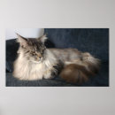 Search for maine coon cat art Animal
