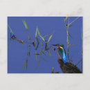 Search for kingfish postcards Photography
