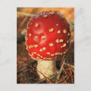 Search for fly agaric postcards Red