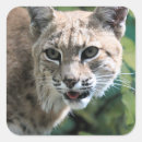 Search for bobcat stickers Feline