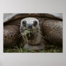 Search for tortoise posters Wildlife photography
