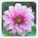 Search for dahlias stickers Summer