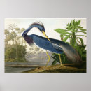 Search for shore birds posters Blue