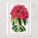 Search for rhododendrons Botanical