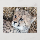 Search for cute baby leopard postcards Cheetah