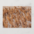 Search for rushing postcards Outdoors