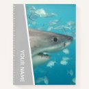 Search for white shark Teeth