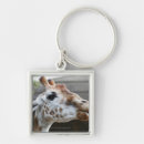 Search for giraffa Wildlife