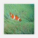 Search for windflower magnets Sealife creatures