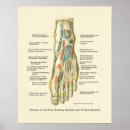 Search for foot posters Chart
