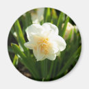 Search for white daffodil magnets Nature