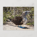 Search for booby Seabird
