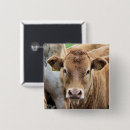 Search for calf badges Animals