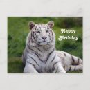 Search for bengal cat birthday cards Tiger
