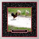Search for crossed posters Rooster