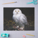 Search for owl tissue paper Animal