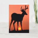 Search for black tailed cards Wildlife