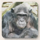 Search for chimpanzees coasters Chimps