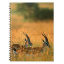 Search for antelope notebooks Gazelle