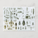 Search for entomology postcards English