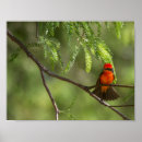 Search for flycatcher posters Red