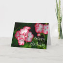 Search for geraniums cards Flower