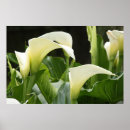 Search for calla lilly art White