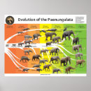 Search for evolution chart posters Prehistoric