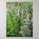 Search for herbal posters Herbs