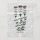 Search for carnations postcards Flowers