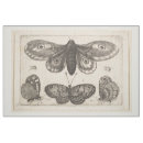 Search for butterfly vintage fabric Wings