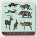 Search for boar barware Animals