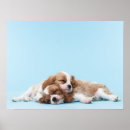Search for cavalier king charles spaniel posters Baby animals