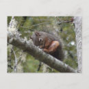 Search for limbs postcards Tree
