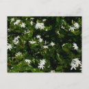 Search for jasmine flowers postcards Nature