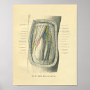 Search for knee posters Anatomy