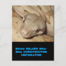 Search for boa postcards Snake