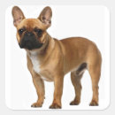 Search for black and brown dog stickers Puppies
