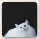 Search for siberian coasters Animals