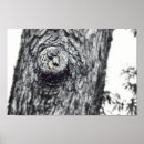 Search for squirrel photos posters Wildlife