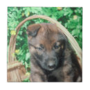 Search for belgian tiles Dog