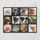 Search for funny dog picture postcards Pets