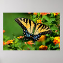 Search for swallowtail butterfly art Colour