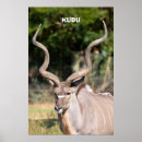 Search for antelope africa posters Animal