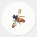 Search for wasp stickers Bug