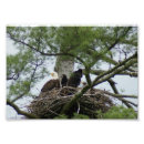 Search for eagels Nature