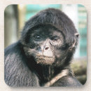 Search for monkey coasters Cute