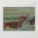 Search for montana postcards Wildlife