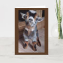 Search for baby goat birthday cards Photography