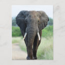Search for jungle postcards elephant